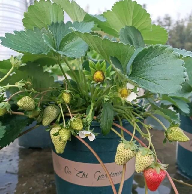 在家里到底怎么种植草莓呢？做到2点，每一盆都挂果好多，太赞了
