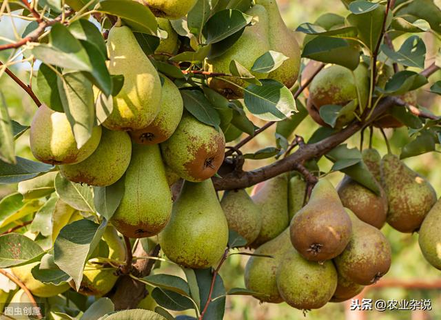 梨树的种植技术以及注意事项，你都知道哪一些？
