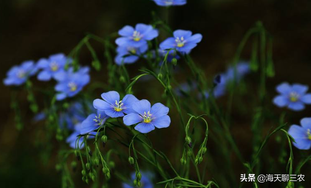 海天聊三农：优雅的蓝色花卉，与您分享宿根亚麻的种植经验与技巧