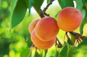 杏树密种植(杏优质栽培，水肥管理很重要，这几点做好，有利果树来年取得丰产)