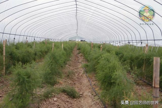 可食用景观植物案例：芦笋价值开发与育苗种植技术