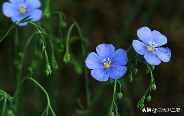 海天聊三农：优雅的蓝色花卉，与您分享宿根亚麻的种植经验与技巧
