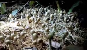 松树菌人工种植视频(警惕吃完荔枝菌，一家老小紧急送医？)