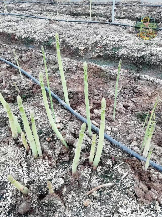 可食用景观植物案例：芦笋价值开发与育苗种植技术