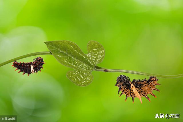 能养蝴蝶的马兜铃，种在庭院，用来观赏也很棒！