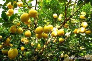 安岳柠檬种植合作社(特稿丨从一棵苗到百亿大产业，安岳柠檬的“酸甜苦辣”)