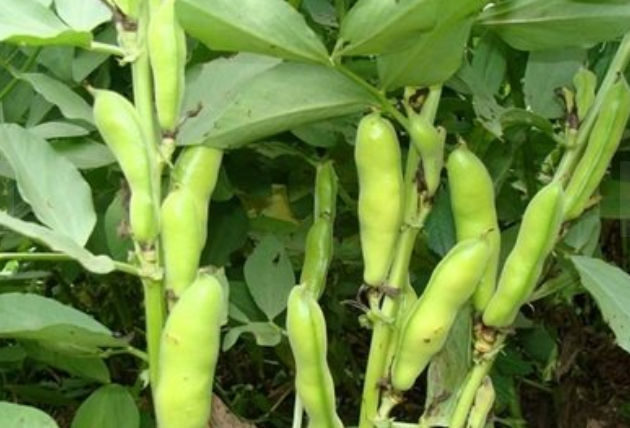 蚕豆种植时，多多了解这五个技巧，帮助蚕豆高产
