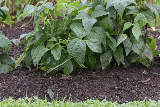种植豆角牢记以下5个要点，长势好、结荚多、产量高