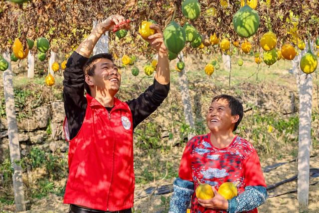 瓜蒌高产栽培种植技术，高产的同时又能高收入，农民要了解