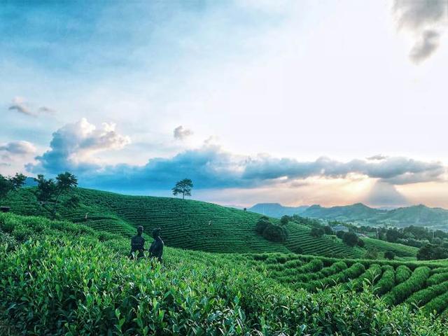 安吉白茶3月22日开采，今年产量预计2000吨