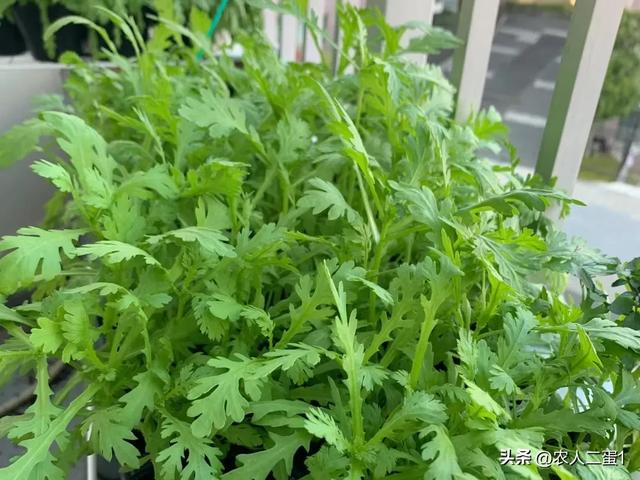 阳台盆栽茼蒿菜，种植方法技巧全攻略，让您在家轻松享受健康美味