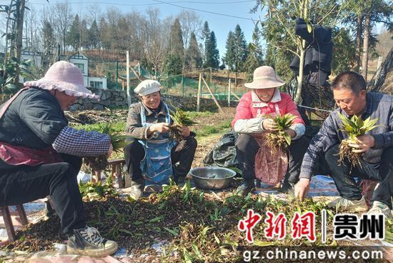 贵州毕节百里杜鹃：中药材种植产业促农增收