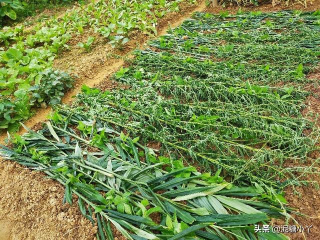 农村有一种蔬菜，俗称“甘露”，是一种药食两用的好食材