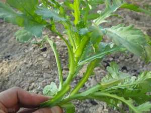 筒蒿种植(茼蒿种植选择适宜的播种时间，重点是催芽，浇水，多施肥)