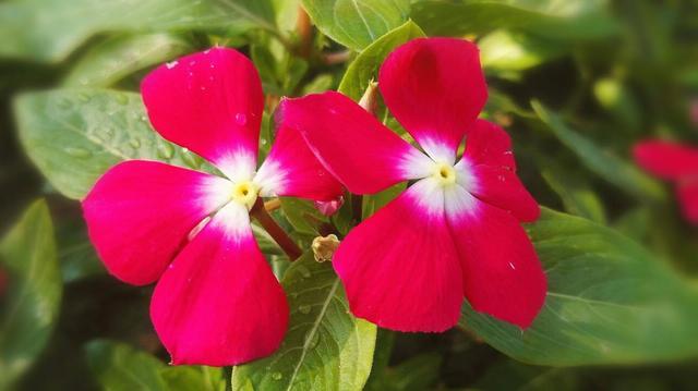 喜欢在家里养花，就选择此3种，开花量多能爆盆，颜色鲜艳真漂亮