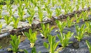 莴苣的种植方法和管理(莴笋种植方法：播种到采收，掌握6个技巧，莴笋优质又高产)