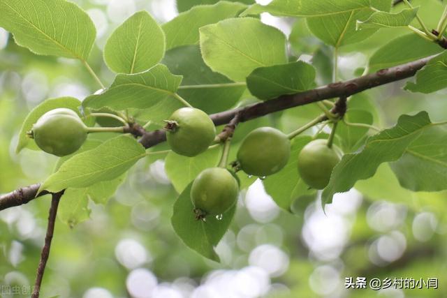 如何做好梨树的种植与管理，这篇文章来教你