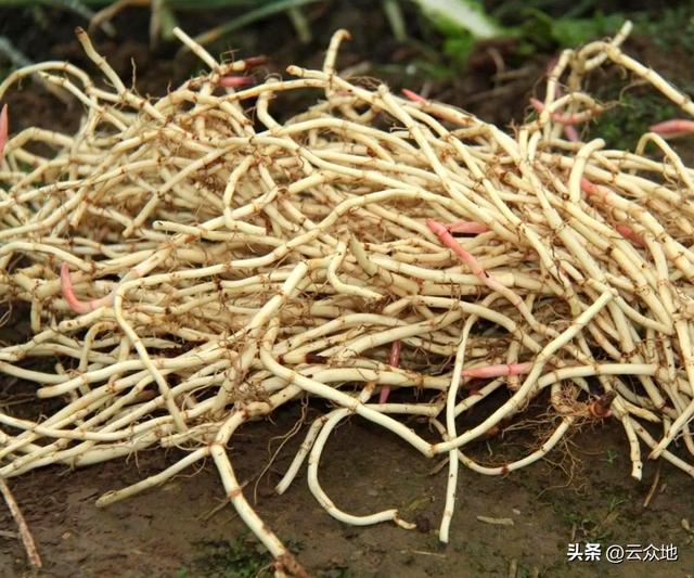 鱼腥草（折耳根）怎么种植？根茎繁殖，科学水肥管理