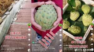 菠萝蜜种植视频(南果北种 山东一退伍军人网上分享“世界最甜水果”种植经验)