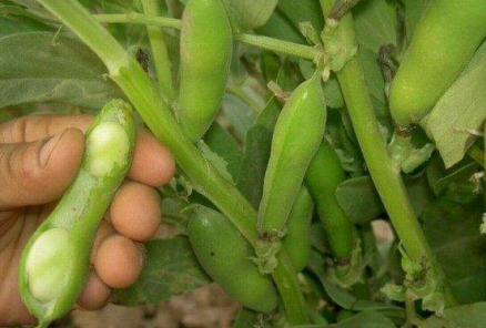 蚕豆种植时，多多了解这五个技巧，帮助蚕豆高产