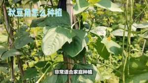 长豆角种植视频(秋豆角种植攻略，高产量耐热能力强)