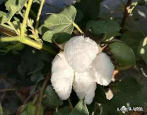 棉花种植(虽然不能直接食用，但是市场应用广泛，棉花种植方法大全)