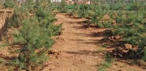 松树林下的种植(油松造林种植技术，结合科学，专业的养护管理以提高树苗的成活率)