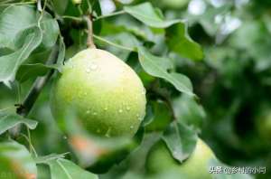 梨树种植技术与管理(如何做好梨树的种植与管理，这篇文章来教你)
