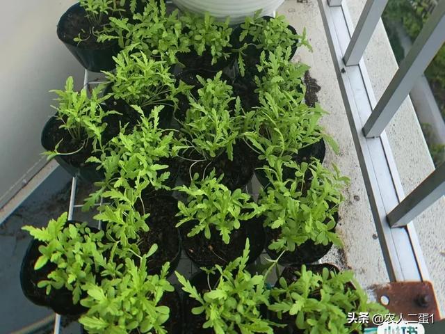 阳台盆栽茼蒿菜，种植方法技巧全攻略，让您在家轻松享受健康美味