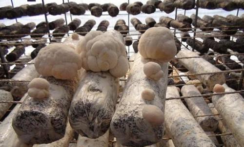 农民种植猴头菇生长技术，掌握科学的重要因素，不妨看看解决内容