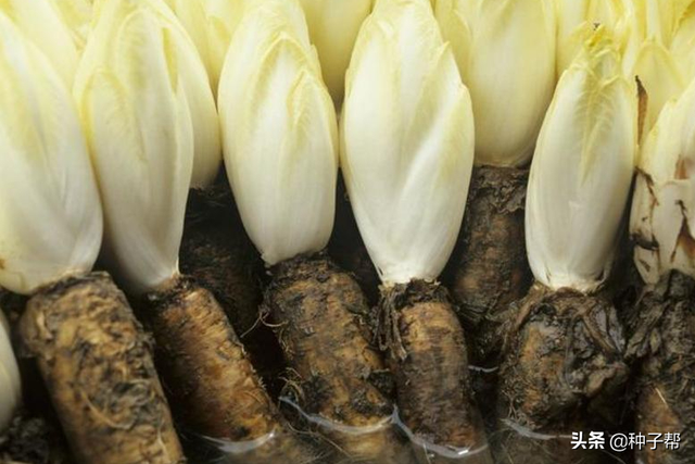 高产牧草-菊苣，来看芽包怎么繁殖？为什么能在一斤40元？明白了