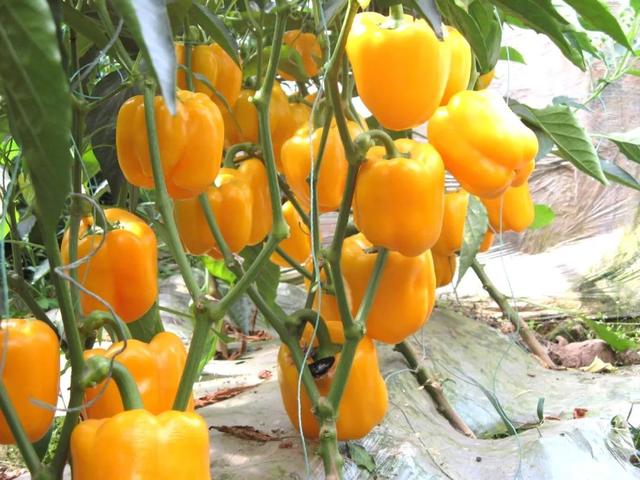 了解黄甜椒的小脾气，完成4个必要步骤便可轻松栽种