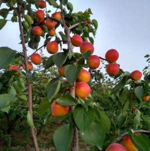 怎样种植杏树(杏树的习性、生长环境、养殖技巧、注意问题)