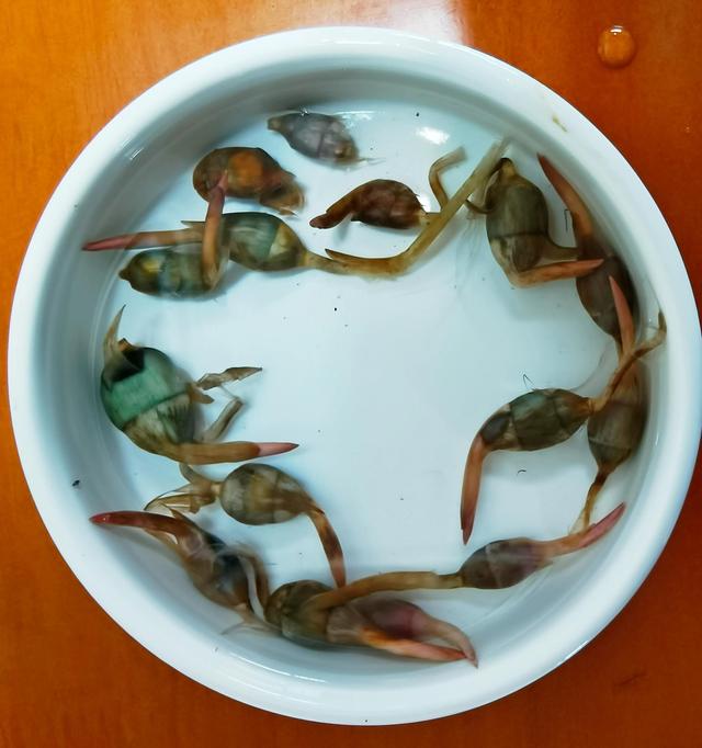 种植日本花茨菇