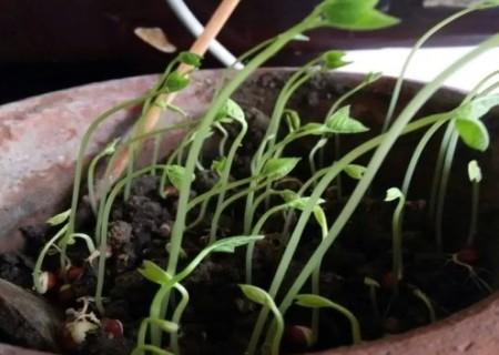 红豆怎么种小盆栽