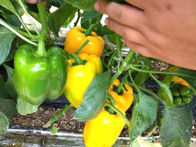 了解黄甜椒的小脾气，完成4个必要步骤便可轻松栽种