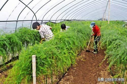 农村种植“芦笋”想优质高产，从这些管理方法及5个调整方面入手