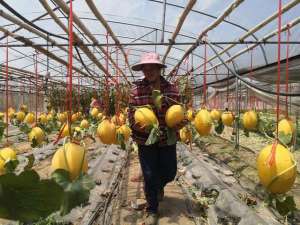哈密瓜的种植图片(广西来宾：北回归线上的哈密瓜带来“甜蜜”生活)
