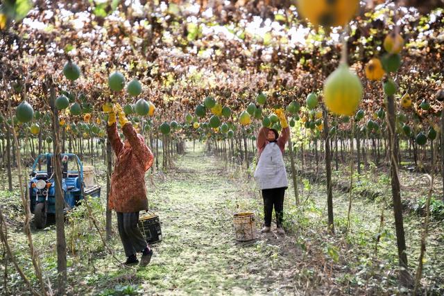 瓜蒌高产栽培种植技术，高产的同时又能高收入，农民要了解