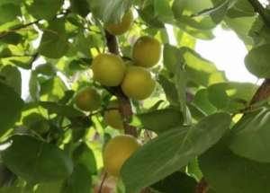 杏树密种植(杏树为什么不结果，有什么措施能解决？)
