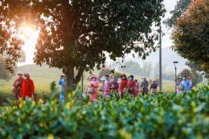 安吉白茶种植问题(安吉白茶3月22日开采，今年产量预计2000吨)