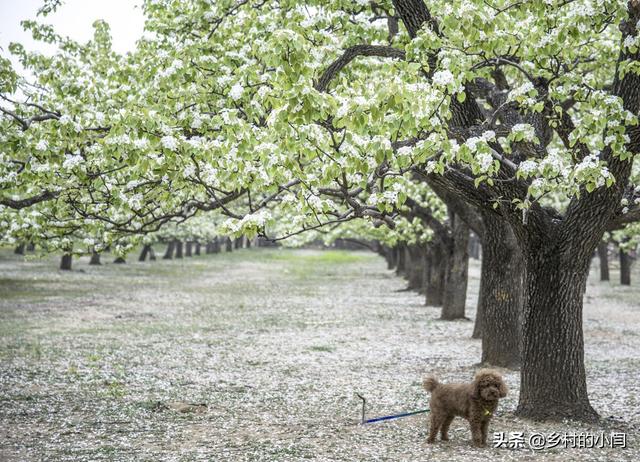 如何做好梨树的种植与管理，这篇文章来教你