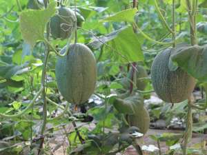 哈密瓜是怎样种植的(哈密瓜几月份能种？哪些地区种植哈密瓜效果更好)