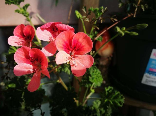 喜欢在家里养花，就选择此3种，开花量多能爆盆，颜色鲜艳真漂亮