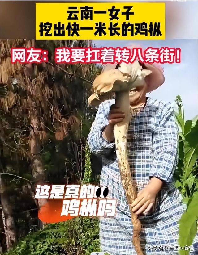 云南挖出1米长巨型蘑菇！说出来你不信，蘑菇好吃只有白蚁才会种
