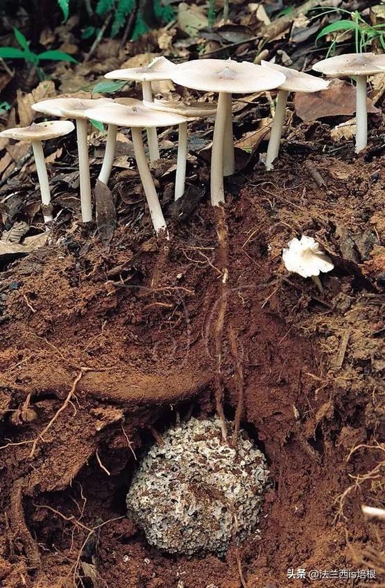 云南挖出1米长巨型蘑菇！说出来你不信，蘑菇好吃只有白蚁才会种