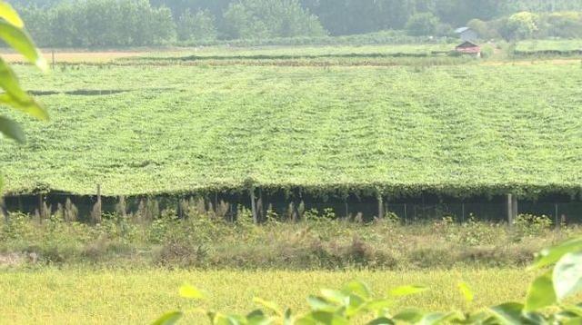 吊瓜变身“金瓜”！湖北这个村种植130亩，毛收入超60万