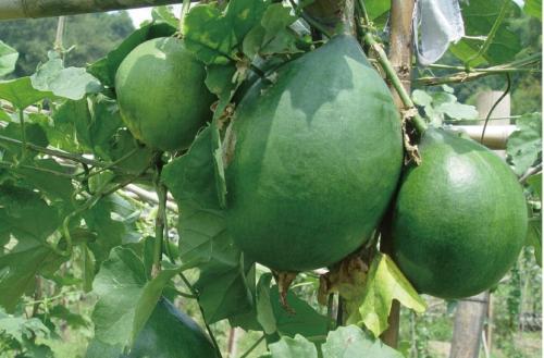 瓜蒌无公害种植技术，想要高产，需要加强其田间管理，值得看看