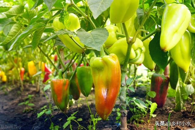 辣椒怎么种结果多，怎么浇水，怎么施肥，什么时候种最好？
