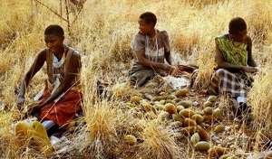 非洲种植面积最广的粮食作物是(揭秘非洲耕地抉择：为何芝麻收益翻倍，粮食却少有栽培？)